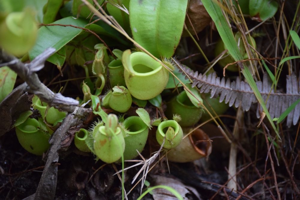 Tropical pitcher plant (Nepenthes ampullaria) from North Sumatra showing solid green colouration 